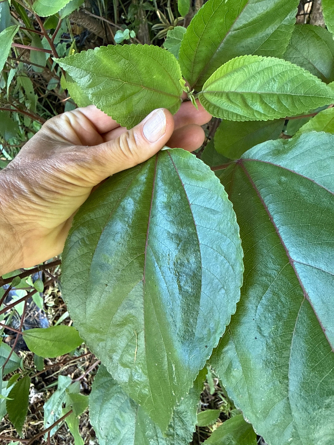Mamaki (Hawaiian Herbal Tea)