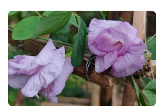 Rare double-petaled lavender purple butterfly pea flowers growing on the vine at Ancient Leaf Tea's Big Island Hawaii farm