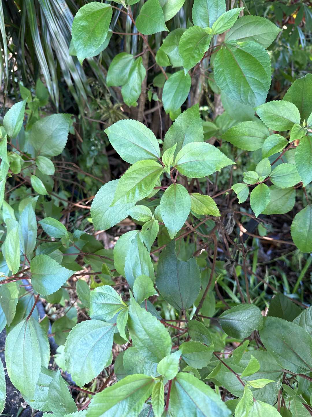 Mamaki (Hawaiian Herbal Tea)