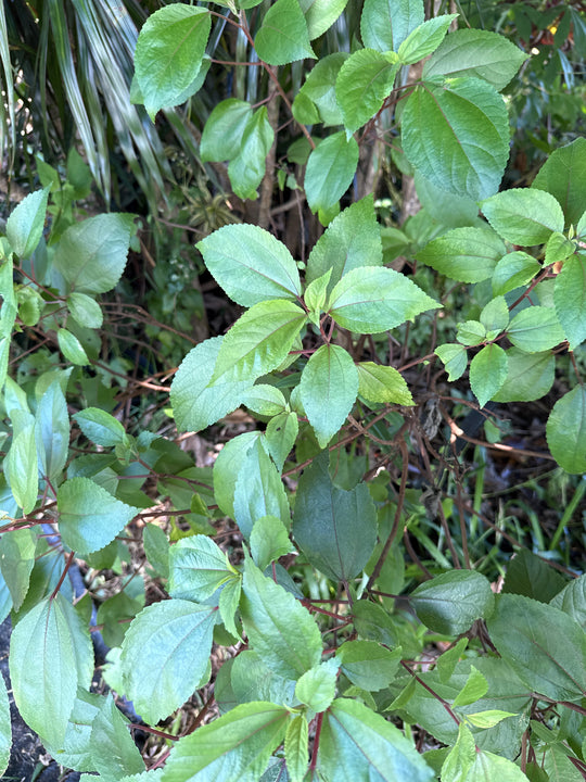 Mamaki (Hawaiian Herbal Tea)