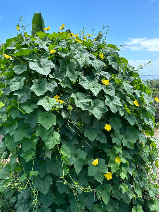 Loofah Seeds