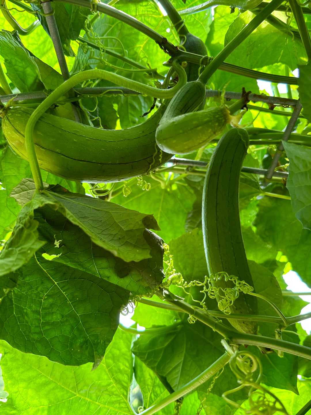 Loofah Seeds