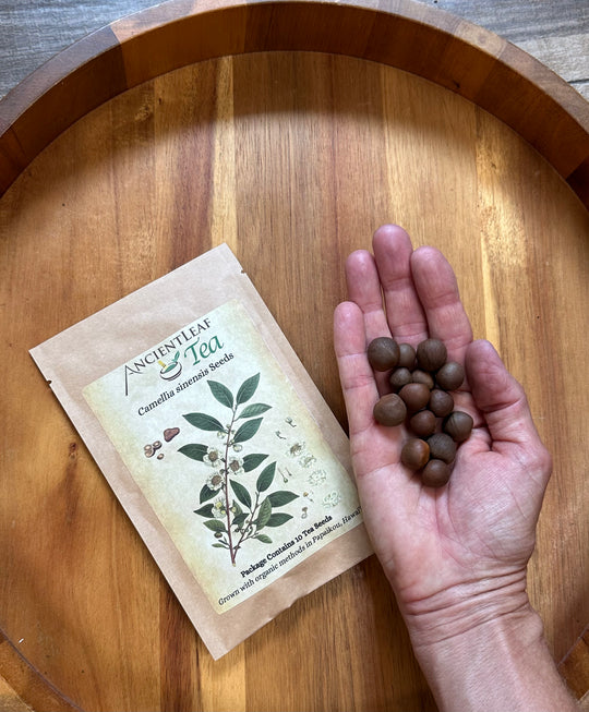 Hawaii Grown Tea Seeds (Camellia sinensis)