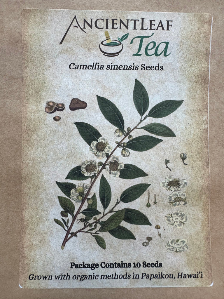 Hawaii Grown Tea Seeds (Camellia sinensis)