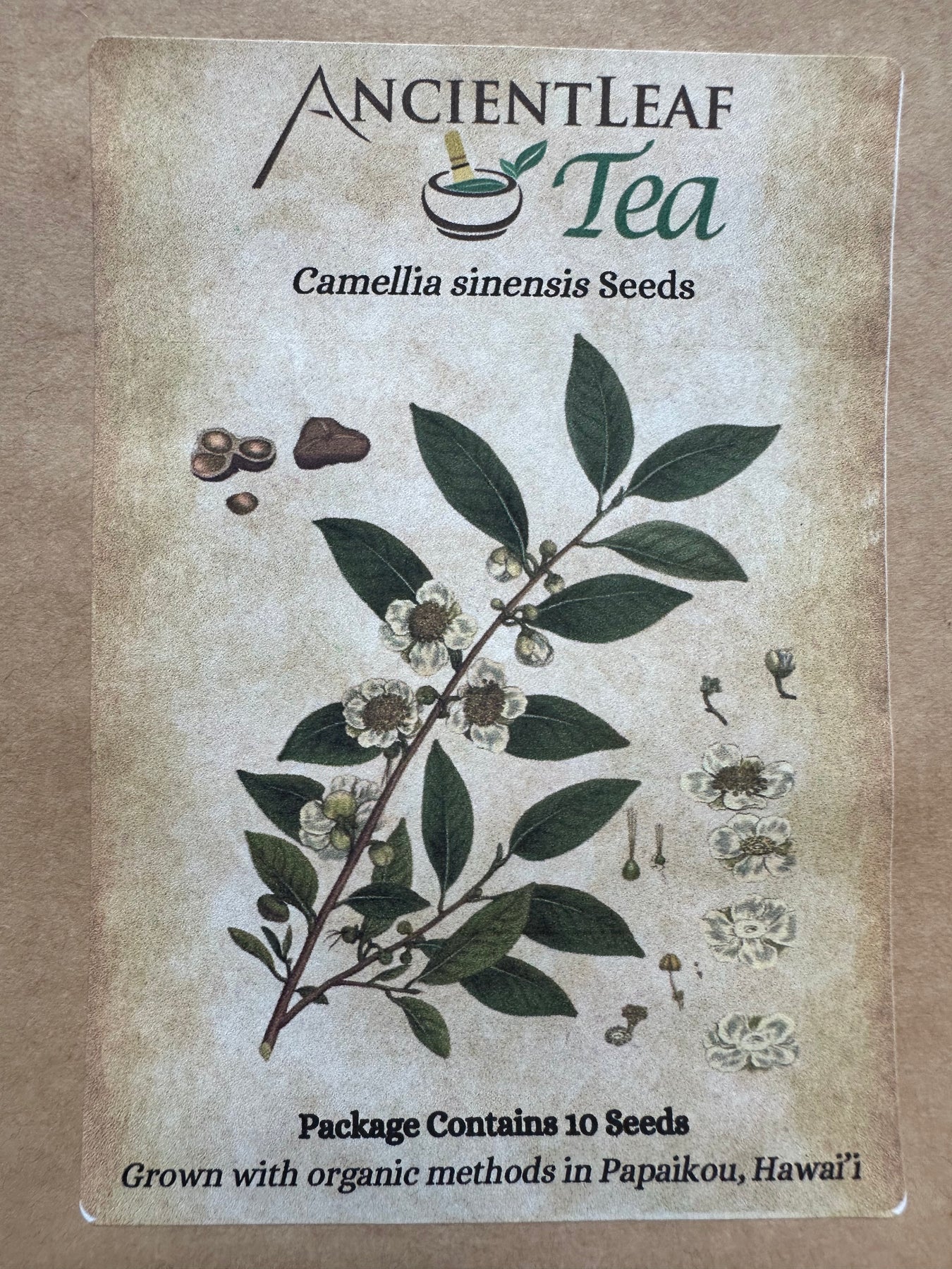 green tea plant seeds for sale Hawaii Grown Tea Seeds (Camellia sinensis) One pack for