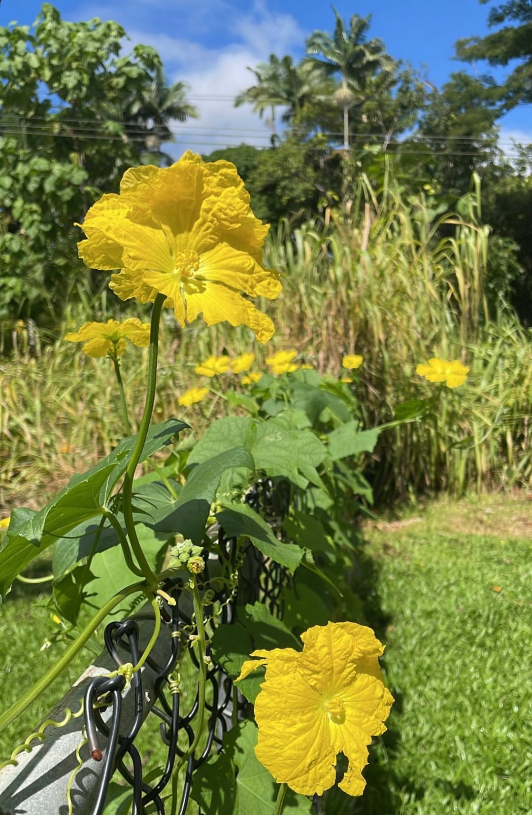 Loofah Seeds