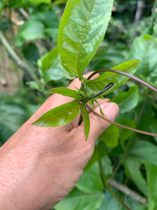 Passionflower (Herbal) Organic