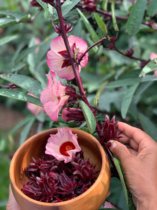 Hibiscus Blossom