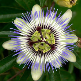 Passionflower (Herbal) Organic