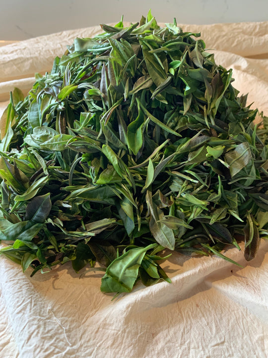 Ki Ma'o Ono (Organic Green Tea Grown in Hawaii)