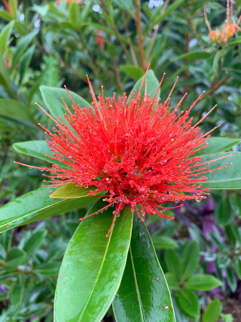 Ancient Leaf Tea | A Farm in Hawaii Specializing in Tea and Botanicals